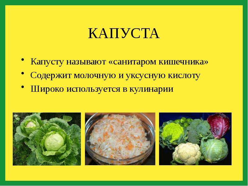 Капуста для организма. Капуста полезные вещества. Сообщение о полезных свойствах капусты. Капуста с описанием полезных свойств. Чем полезна капуста для организма.