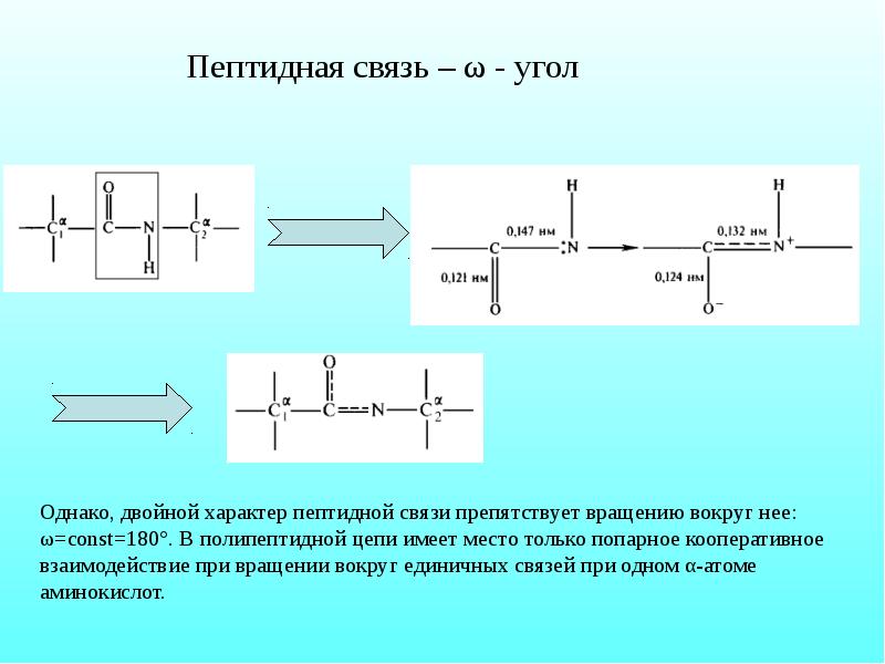 Химическая природа пептидной связи. Пептидная связь формула. Механизм образования пептидной связи. Число пептидных связей. Пептидная связь углы.
