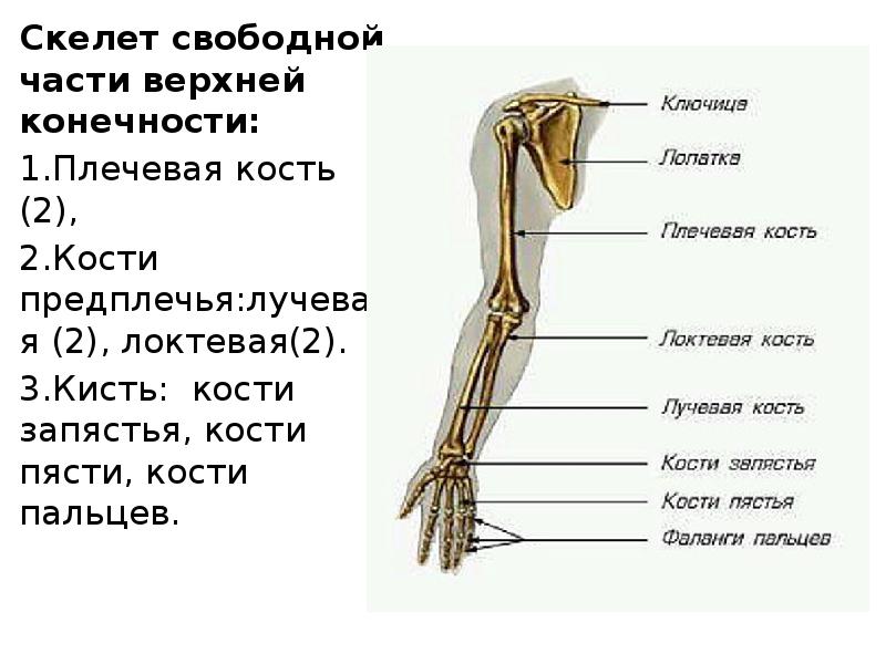 Анатомия кости верхней конечности. Скелет свободной части верхней конечности.