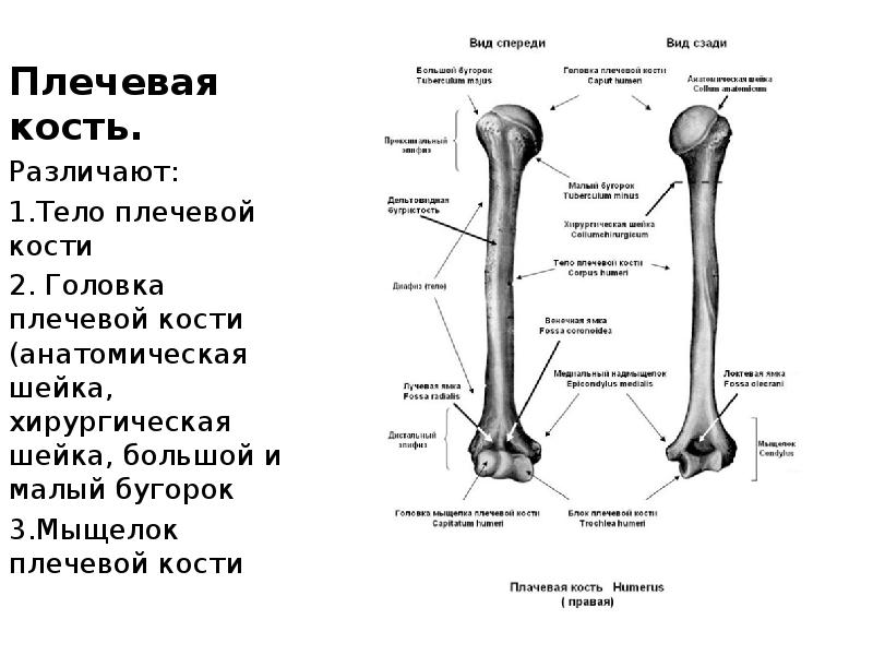 Строение плеча человека кости рисунок с описанием