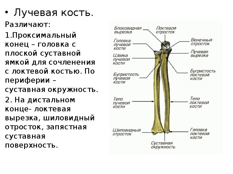 Лучевая кость картинка