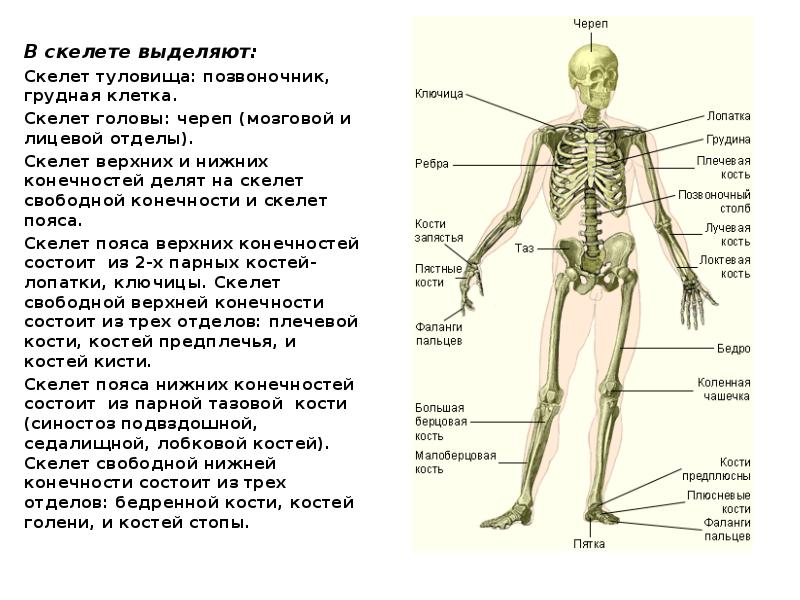 Определите какой отдел скелета человека на рисунке обозначен вопросительным знаком и укажите