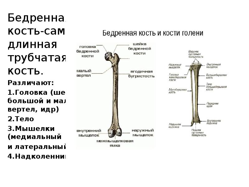 Сколько костей в бедре. Бедренная кость большой и малый вертел. Большой и малый вертелы бедренной кости. Строение бедренной кости кратко. Строение бедренной кости человека анатомия.