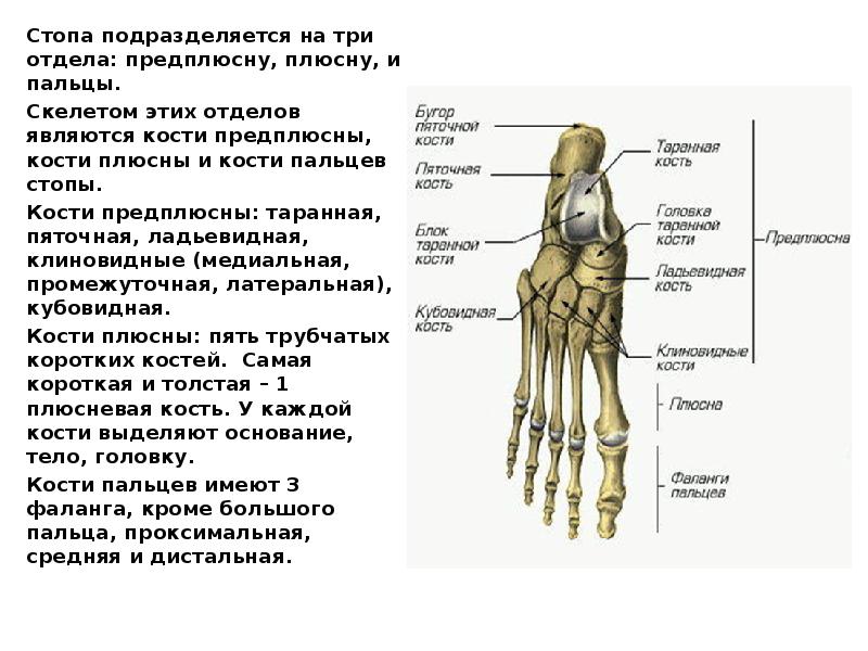 Запястье и предплюсна. Кости дистального ряда предплюсны. Поперечный сустав плюсны.