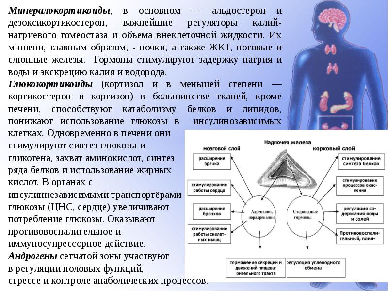 Болезни желез внутренней секреции патанатомия презентация