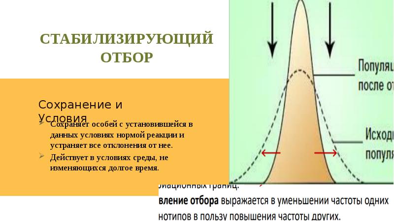 В постоянных условиях среды естественный отбор сохраняет