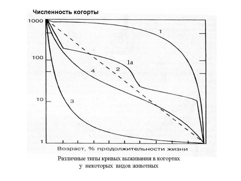 Факторы динамики. Факторы динамики популяции. Факторы динамики численности. Факторы динамики численности популяции презентация. Кривая выживаемости sporosarcina UREAE.