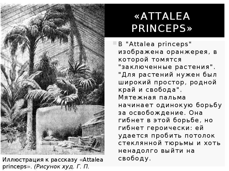 Attalea princeps план рассказа