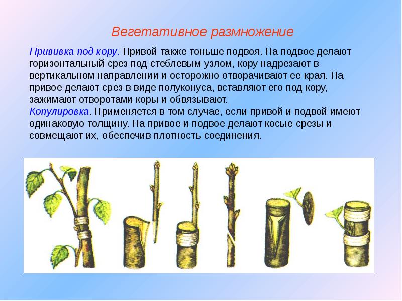 Размножение стеблевыми черенками схема