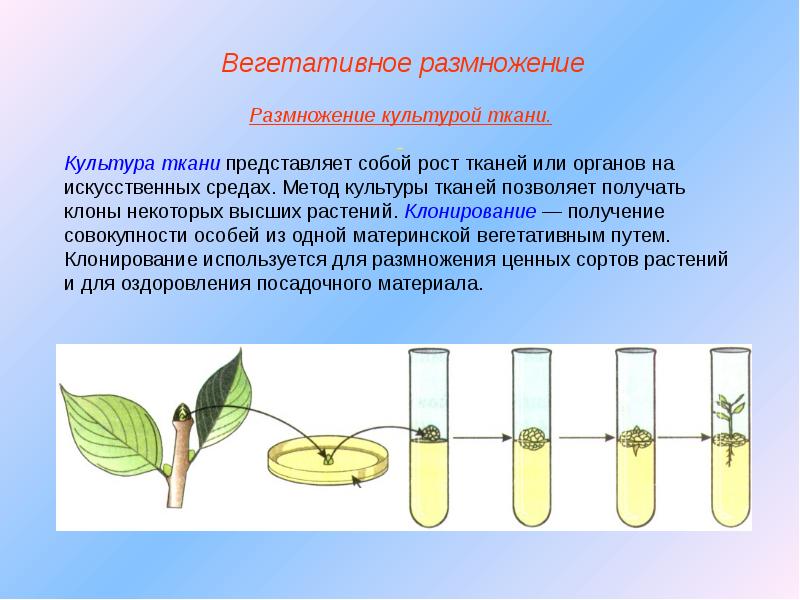 Размножение многоклеточных животных презентация 6 класс