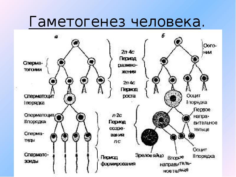 Половое размножение развитие половых клеток презентация