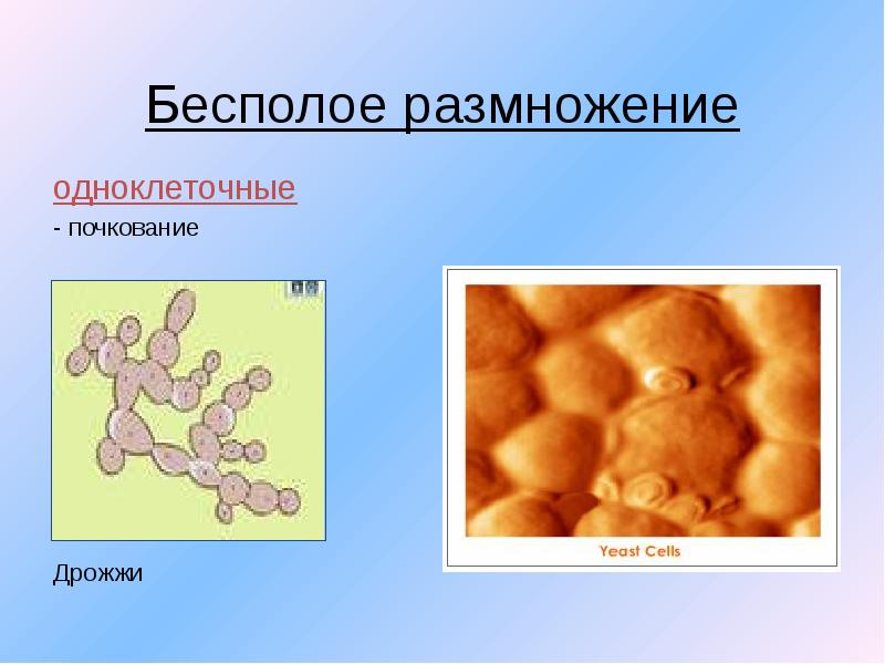 Как называется бесполое размножение дрожжей