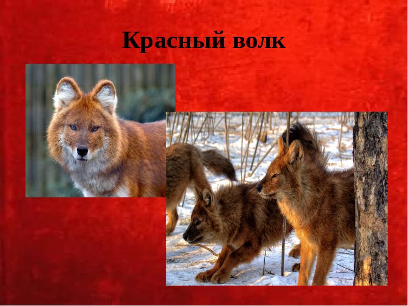 Красный волк