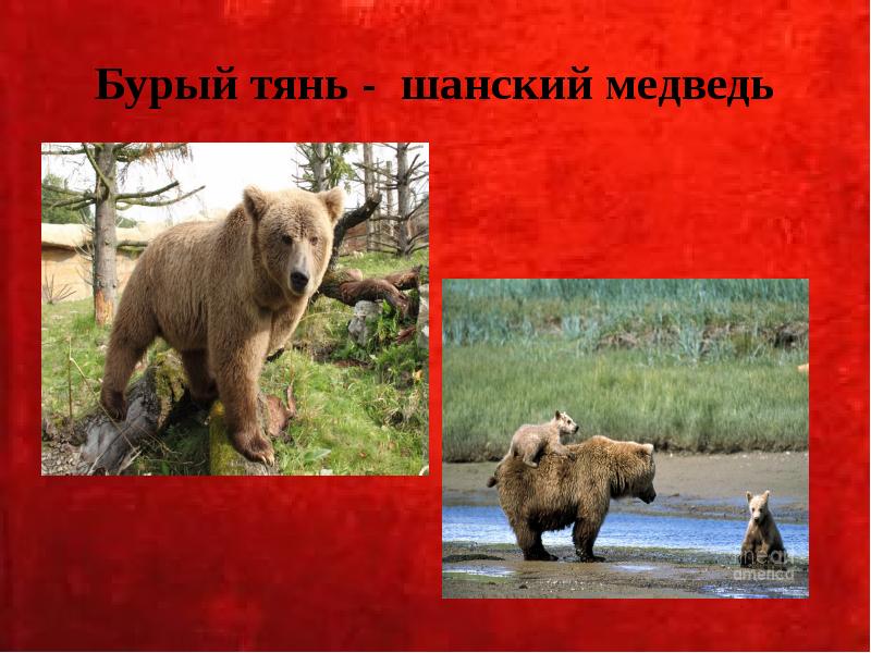 Бурый тянь - шанский медведь