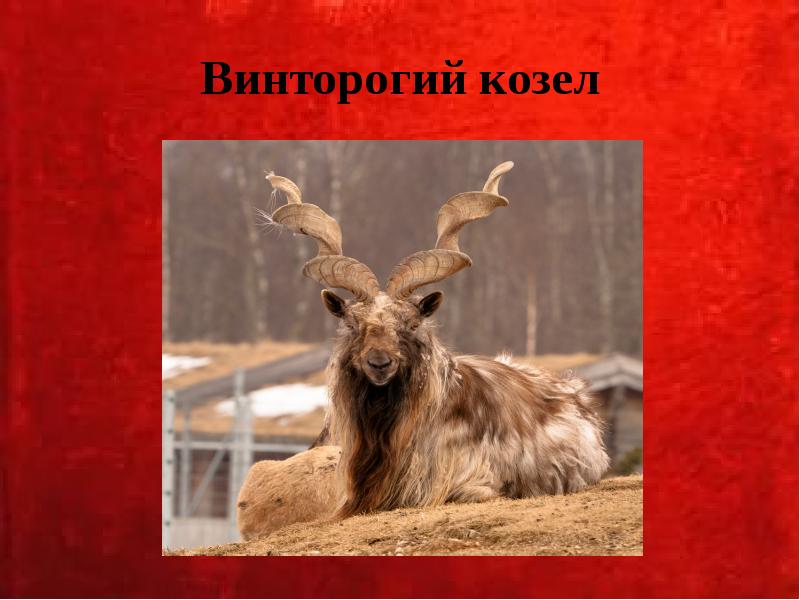 Винторогий козел