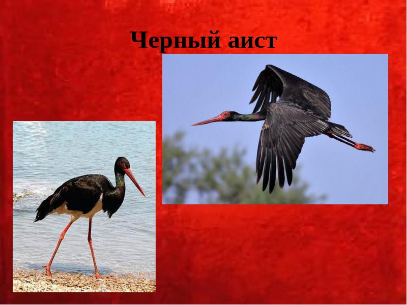 Черный аист