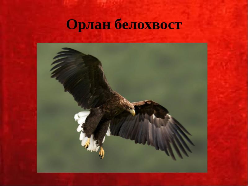 Орлан белохвост