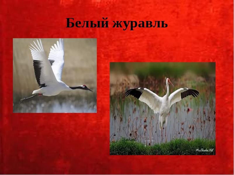 Белый журавль