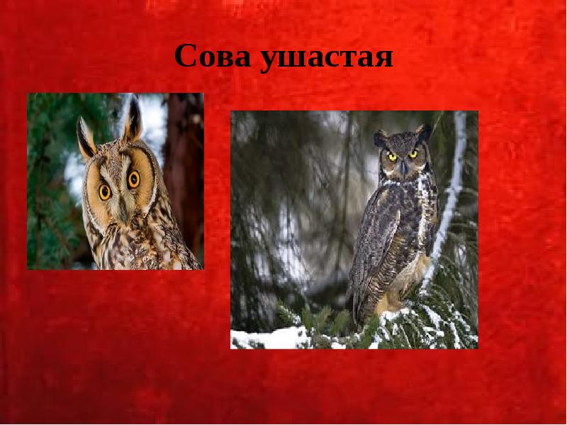 Сова ушастая