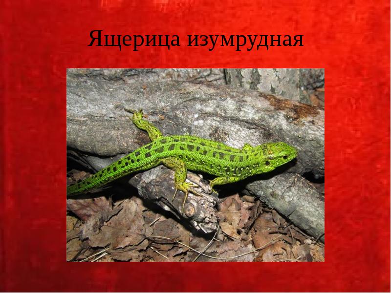 Ящерица изумрудная