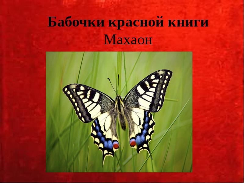 Бабочки красной книги Махаон