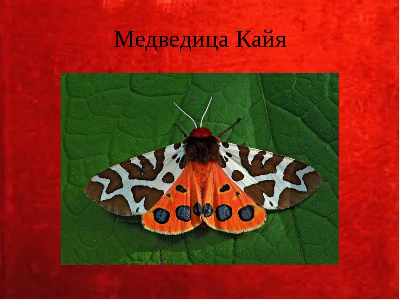 Медведица Кайя