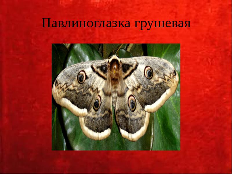 Павлиноглазка грушевая