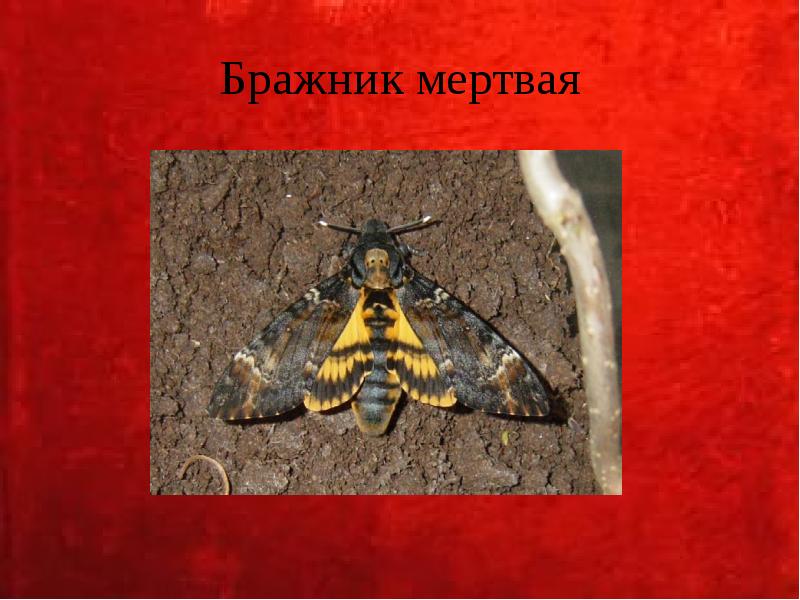 Бражник мертвая