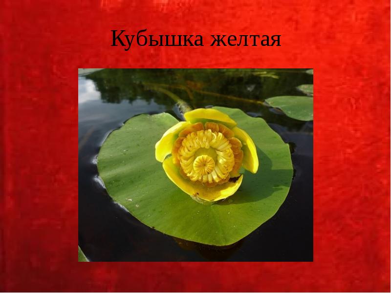 Кубышка желтая