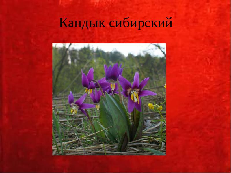 Кандык сибирский