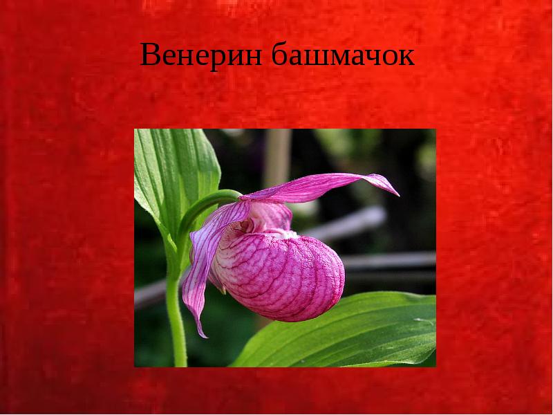 Венерин башмачок