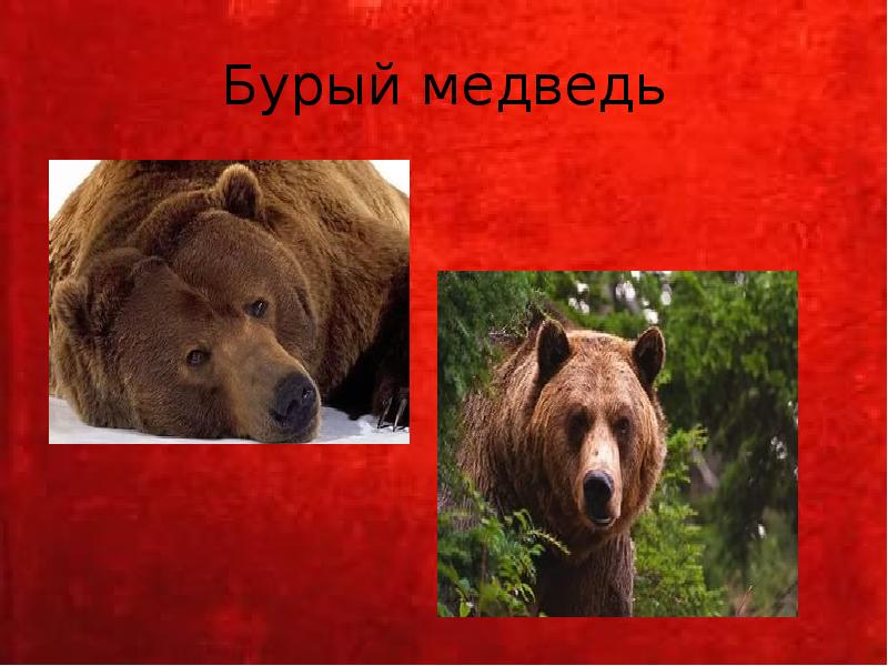 Бурый медведь