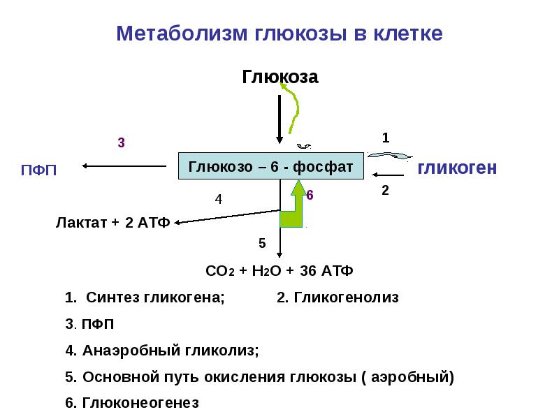 Последовательность процессов окисления глюкозы в клетках