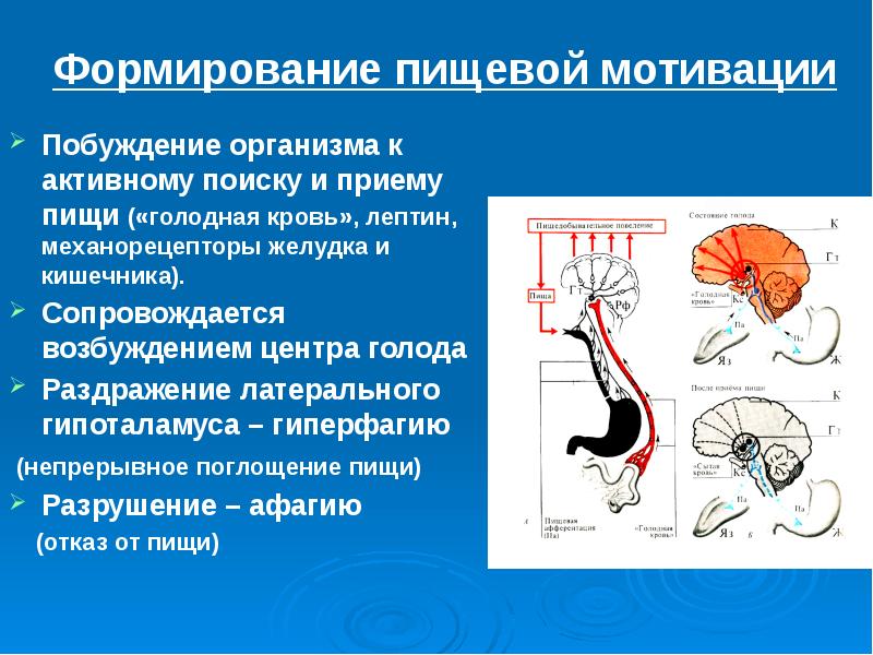 Физиология мотиваций презентация