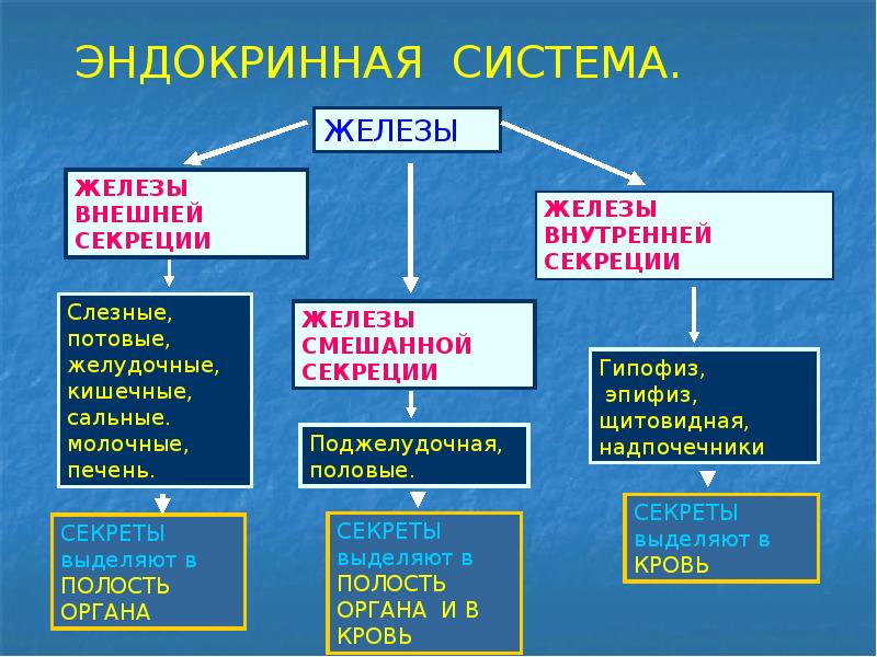 Тест железы смешанной секреции