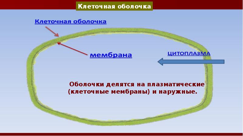 13 клетка. Оболочки делятся на плазматические и наружние. Оболочки делятся на плазматические и наружные. На что делится оболочка. В биологии оболочка на что делится.