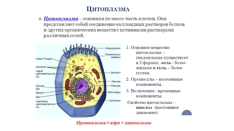 Презентация клеточное строение организма 8 класс презентация