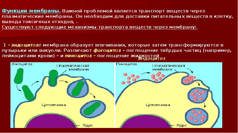 наружная и внутренняя мембрана. внутренняя мембрана митохондрий. схема строения внутренней мембраны митохондрий. внуиркнняя месьрага митхонодрии. органоиды клетки митохондрии строение и функции.
