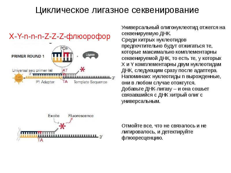 Секвенирование москва. Циклическое лигазное секвенирование. Секвенирование ДНК. Этапы секвенирования ДНК. Секвенирование древней ДНК.