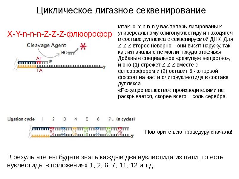 Секвенирование результаты. Циклическое лигазное секвенирование. Результаты секвенирования. Секвенирование ДНК. Секвенирование Солид.