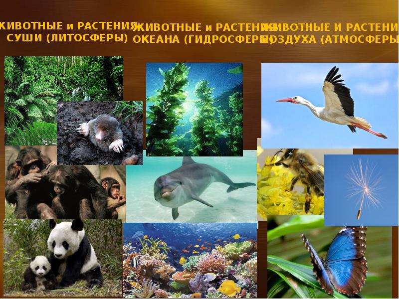 Органический мир примеры. Животные и растения суши литосферы. Обитатели атмосферы. Обитатели литосферы. Животные гидросферы.