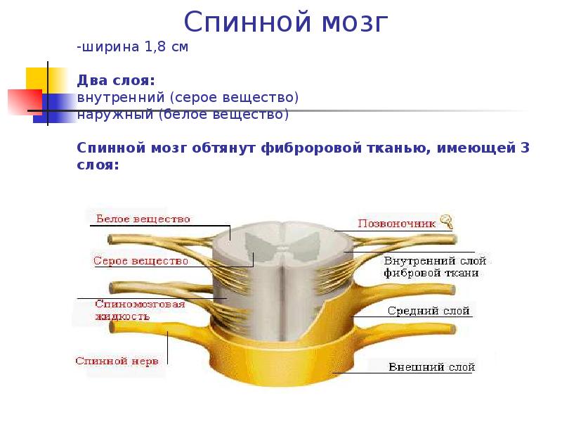 Вещества образующие спинной мозг. Серое вещество спинного мозга 8 класс. Белое вещество спинного мозга. Ширина спинного мозга. Биология спинной мозг белое вещество.