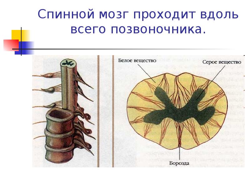 Спинной мозг рисунок