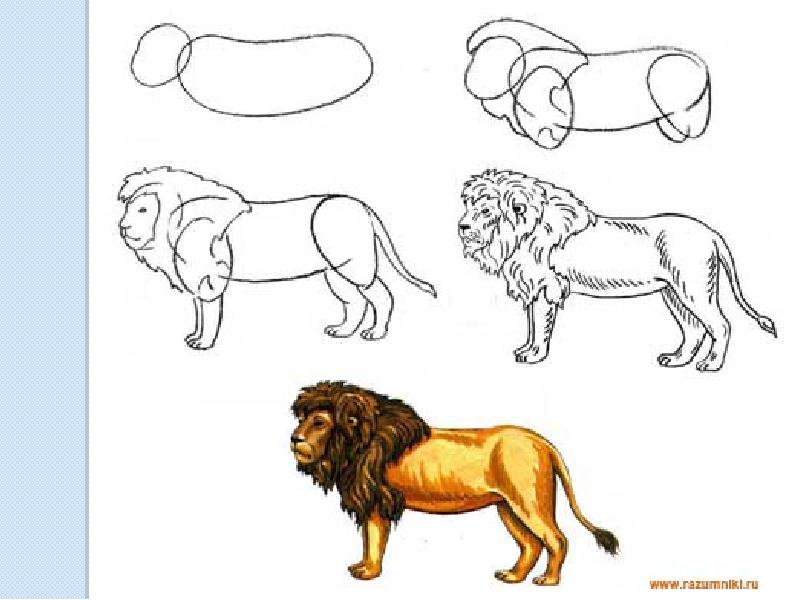 Презентация поэтапное рисование животного