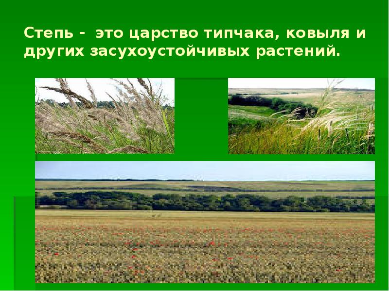 Это царство ковылей внешний облик растительности своеобразен