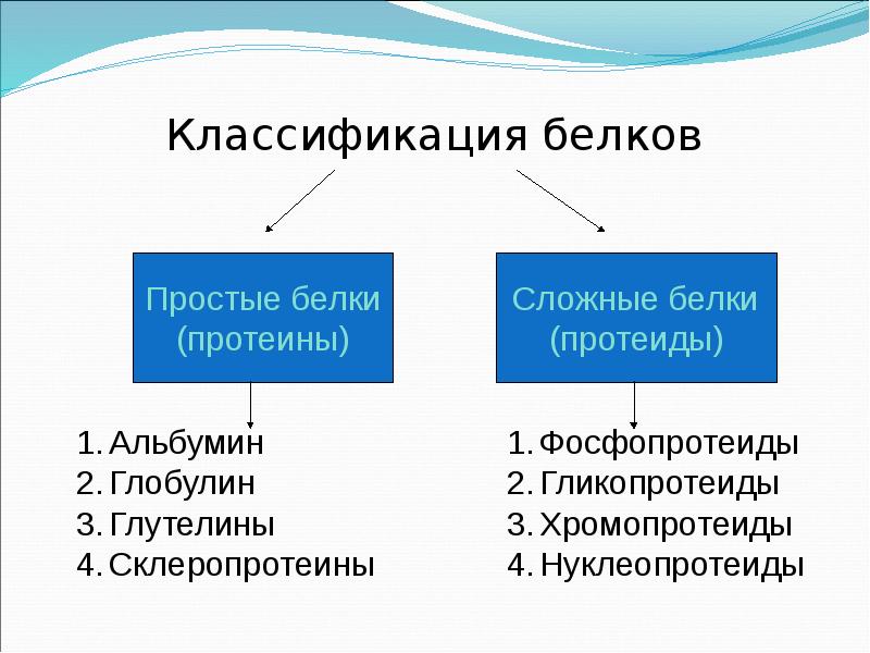 Классификация белки обыкновенной