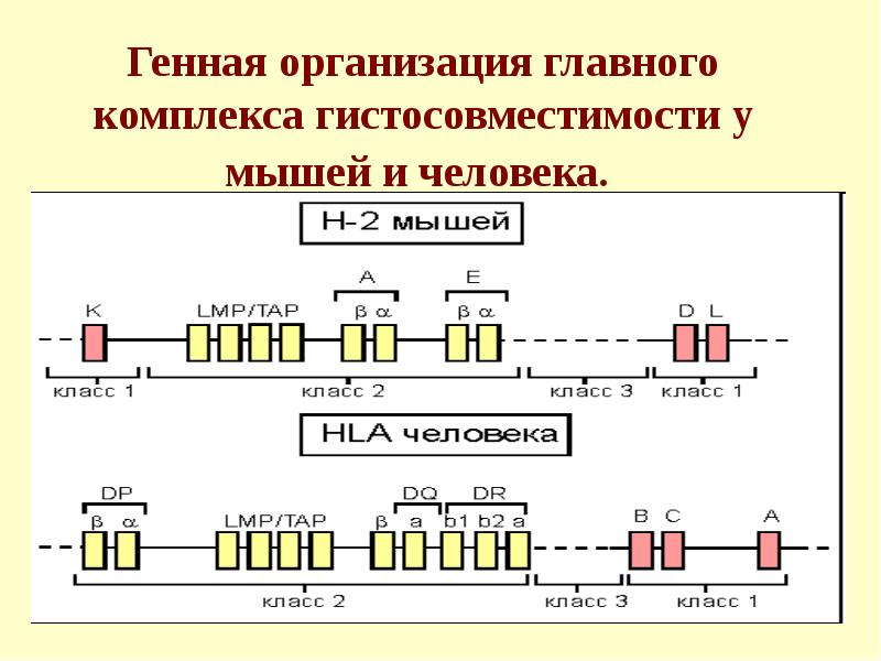 Генная организация главного комплекса гистосовместимости у мышей и человека.