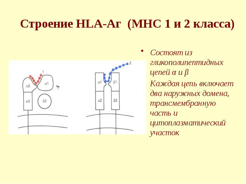 Строение HLA-Аг (MHC 1 и 2 класса) Состоят из гликополипептидных цепей