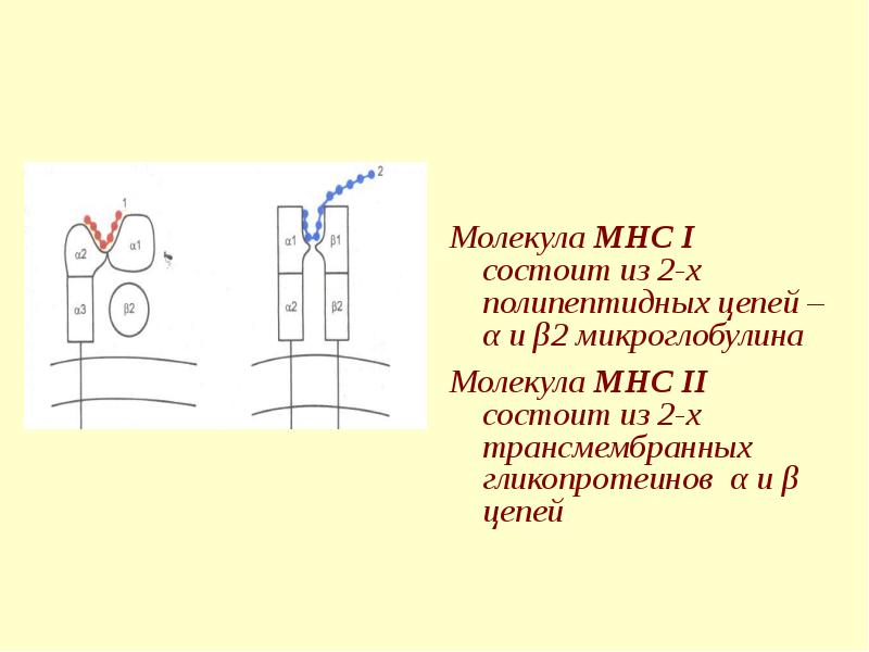 Схема строения молекулы мнс