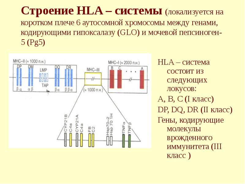 Строение HLA – системы (локализуется на коротком плече 6 аутосомной хромосомы
